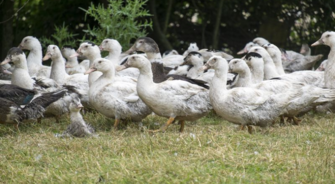 Influenza aviaire pathogène H5N8 : évolution de la stratégie de lutte pour éradiquer le virus