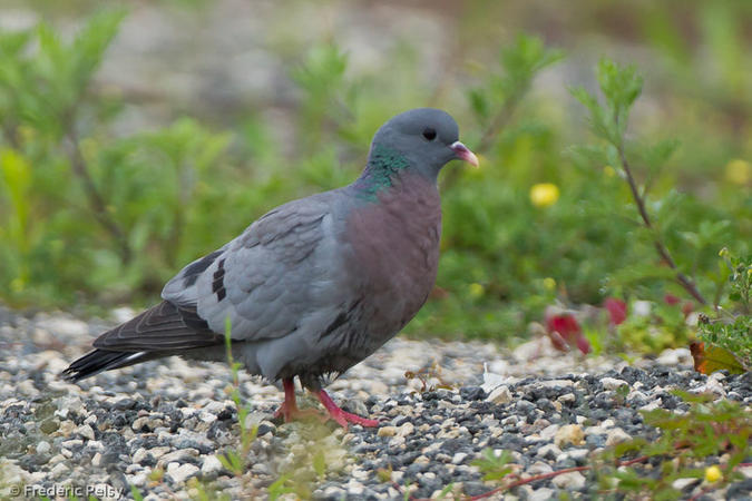 pigeon.colombin