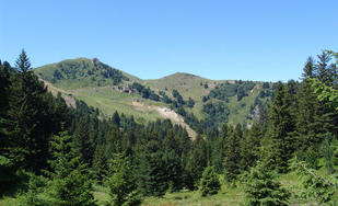 La forêt dans le département de l’Isère