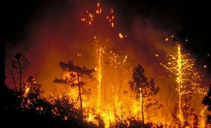 Prévention contre les incendies de forêts