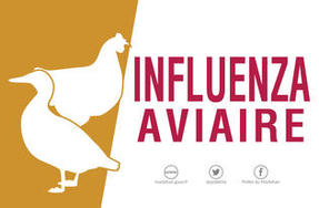 CP : Influenza aviaire